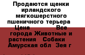 Продаются щенки ирландского мягкошерстного пшеничного терьера › Цена ­ 30 000 - Все города Животные и растения » Собаки   . Амурская обл.,Зея г.